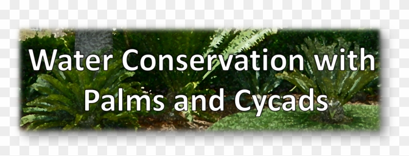 Thuya Clipart #3364648