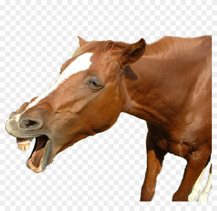 Funny Horse Png - Funny Horse Pictures Png Clipart #3364962