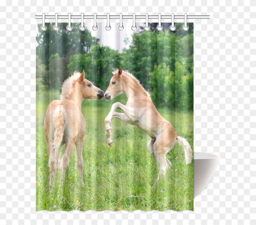 Haflinger Horses Cute Funny Pony Foals Playing Horse - Shower Clipart