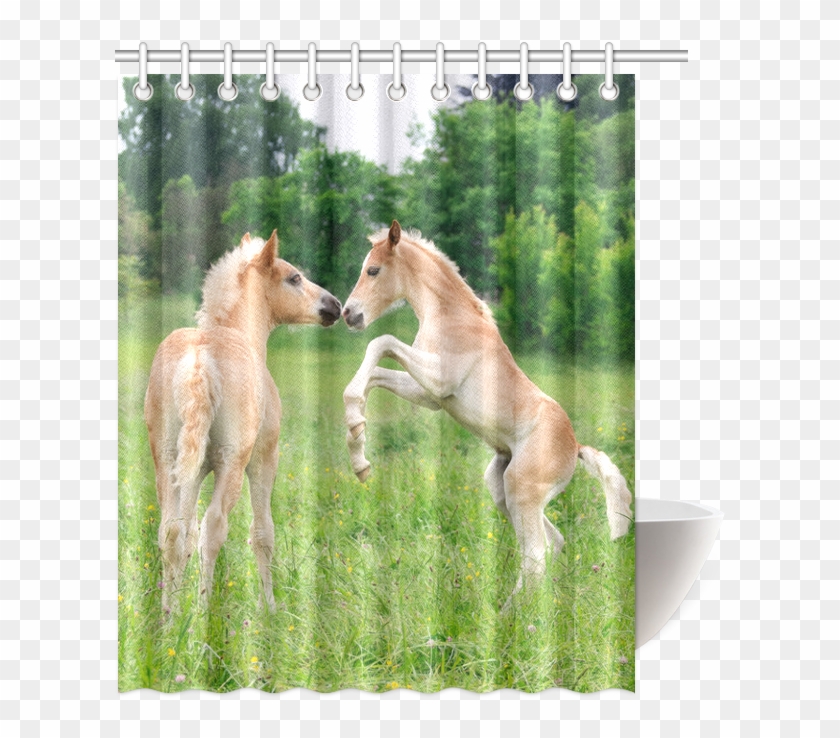 Haflinger Horses Cute Funny Pony Foals Playing Horse - Shower Clipart #3365272