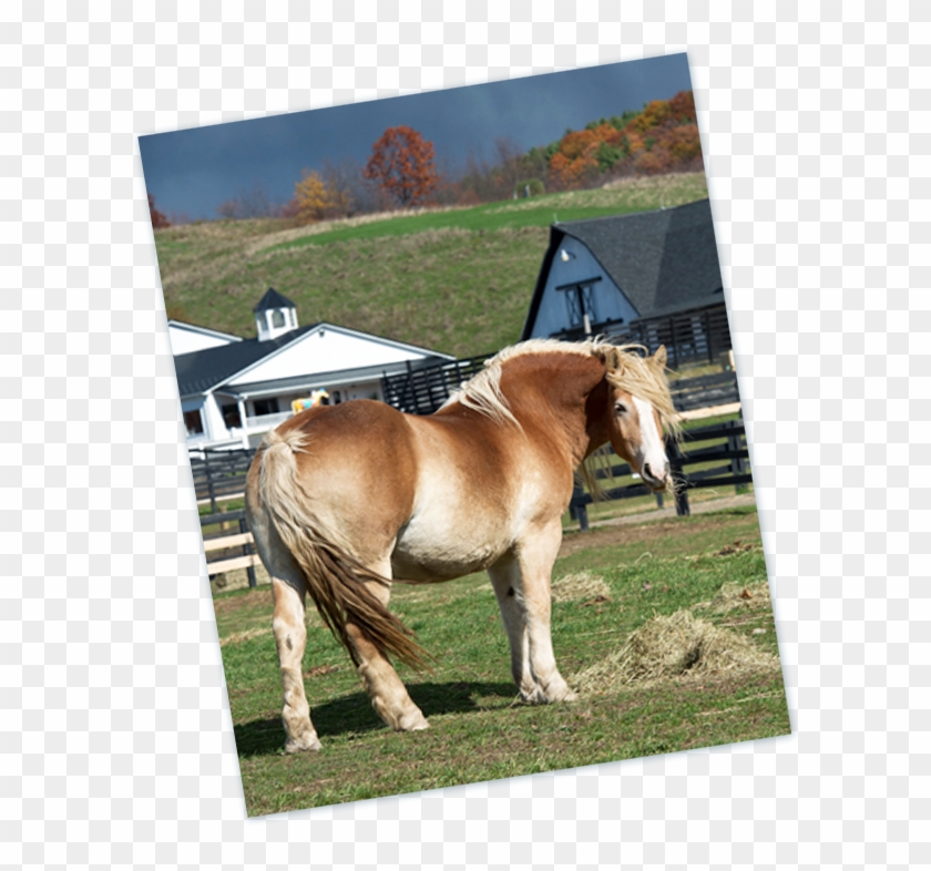 Equine Advocates Planned Giving - Sorrel Clipart