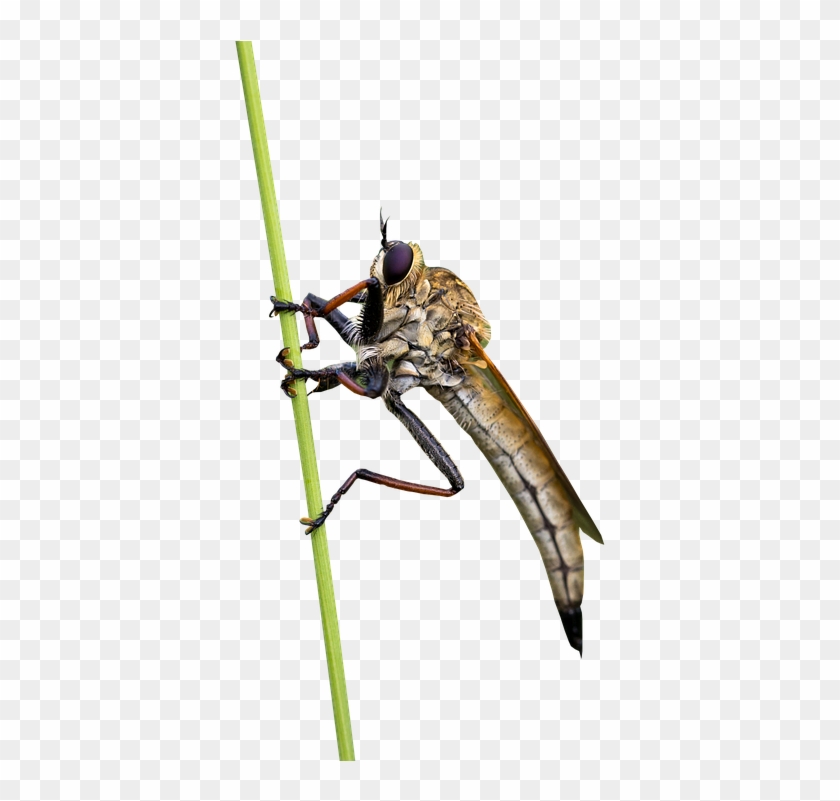 Fly, Insects, Animal, Bug, Nature, Wildlife, Wing, - Net-winged Insects Clipart