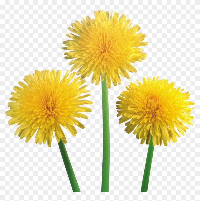 Dandelion - Dientes De Leon Png Clipart #3368321