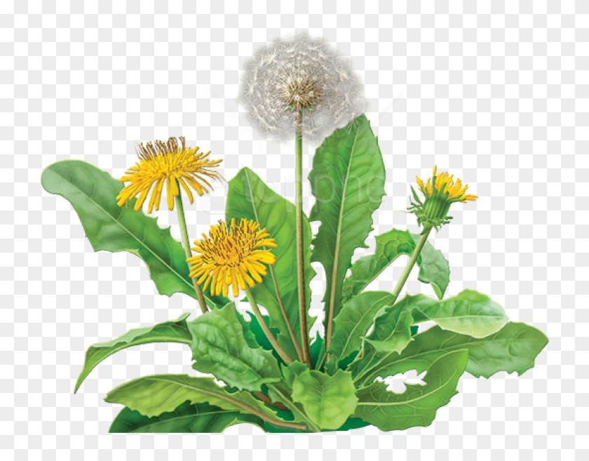 Free Png Download Dandelion Png Images Background Png - Botanical Illustration Dandelions Clipart #3368366