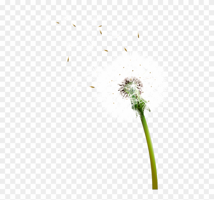 Dandelion Transparent Realistic - Dandelion Clipart