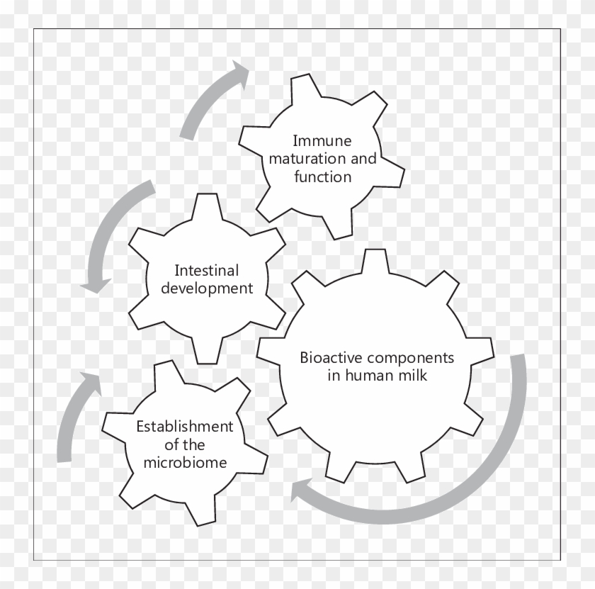 Human Milk May Orchestrate Gastrointestinal, Immune, - Knowledge Clipart #3369095