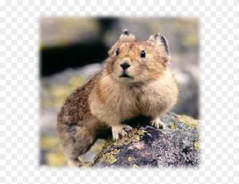 Behavioral Baselines And Modeling In A Changing Climate - American Pika Clipart
