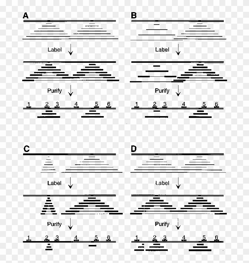 Application Of The Nascent-strand Abundance Analysis - Writing Clipart
