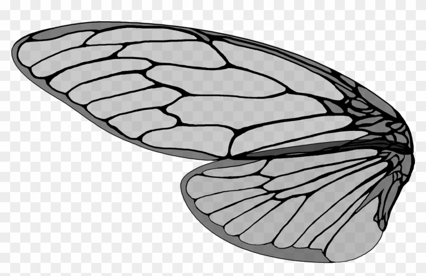 Cicada,large Brown Cicada,cicada's - Cicada Wing Vector Clipart #3370965