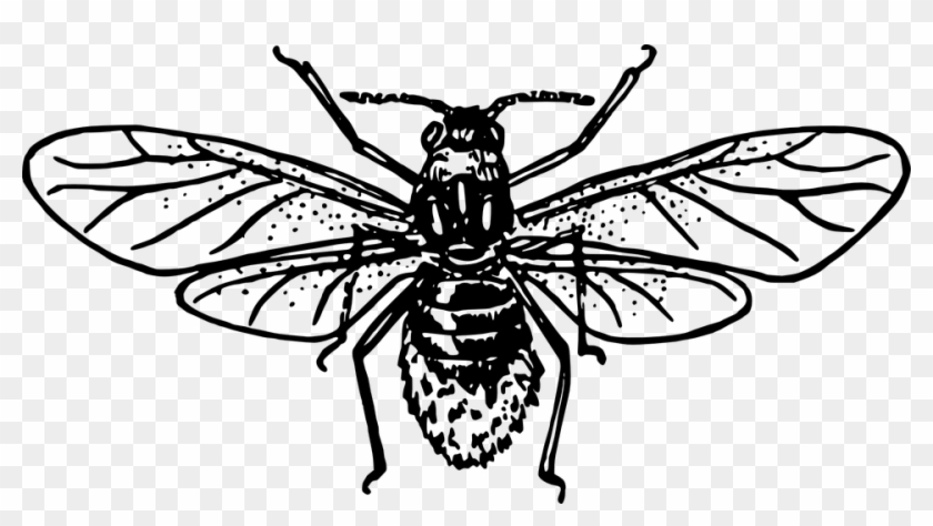 Wings Insect Pest Aphid Bug Fly - Aphid Clipart - Png Download
