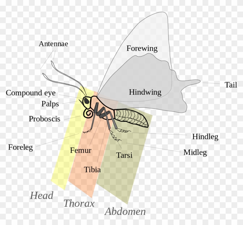 Glossary Of Entomology Terms - Antenna Meaning In Hindi Clipart