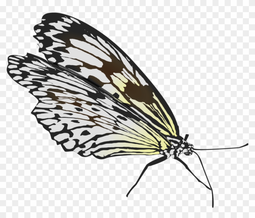 Butterfly Clipart