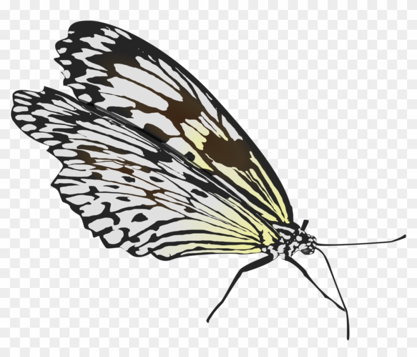 Butterfly Clipart #3371241