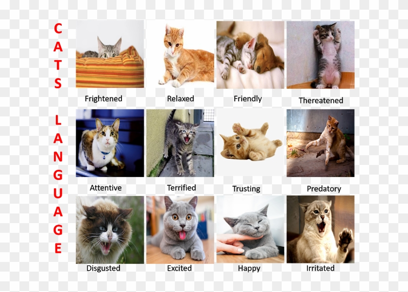 When Your Cat Speaks To You, It Is Usually Accompanied - Cute Animals Clipart