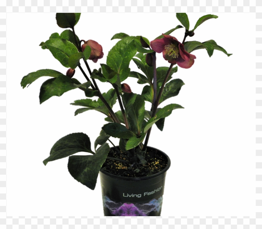 5l Hellebore Anna's Red - Houseplant Clipart
