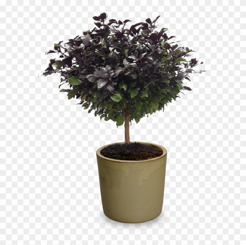 Ocimum Herbalea 'red Ball- Bonsai' Grafted - Flowerpot Clipart #3372058