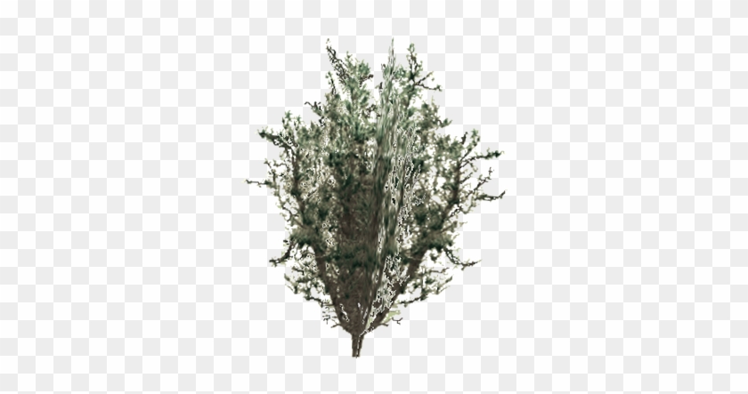 Trees - Twig Clipart