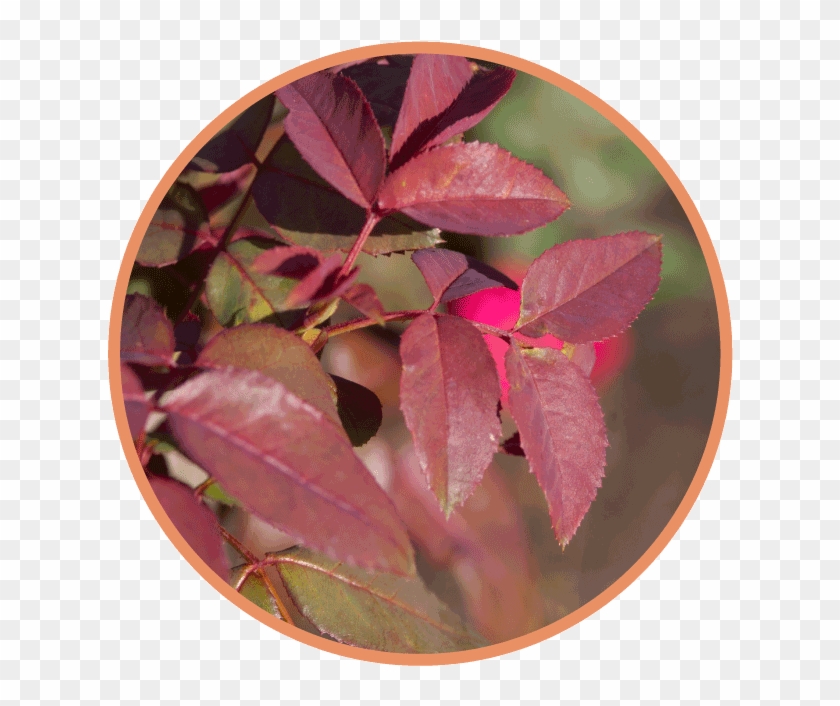 In August, Reduce Watering As The Shrub Naturally Starts - Tree Clipart