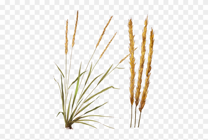 Phragmites Clipart