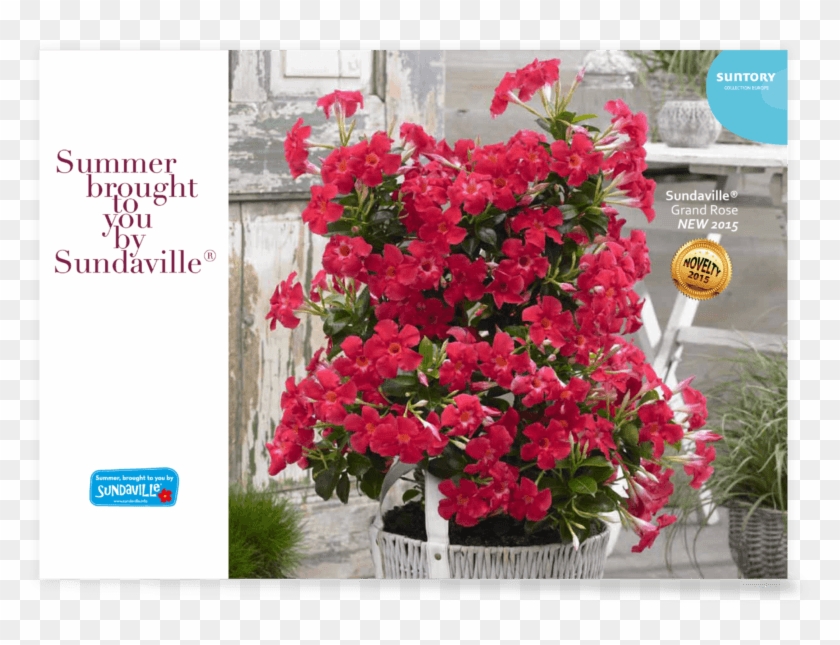 Sundaville Leaflet 2016 Eng - Rocktrumpet Clipart