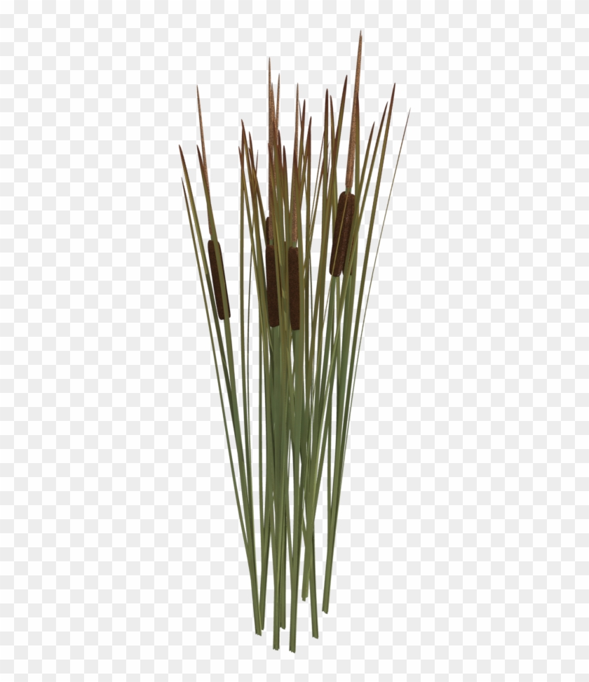 Photo Reedmace By Thirteenthguest-d4ztpvc Zps4sv64z3x - Reeds Png Clipart