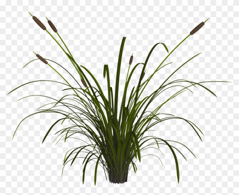 Reed Png - Reed Plant Png Clipart #3372201