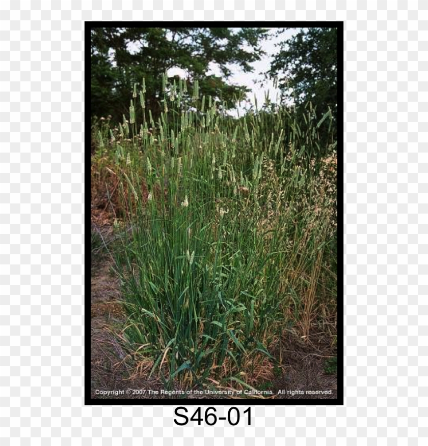 Harding Grass, Bulbous Canarygrass - Sweet Grass Clipart