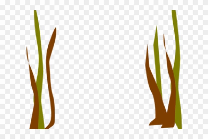 Reed Clipart Reed Plant - Png Download