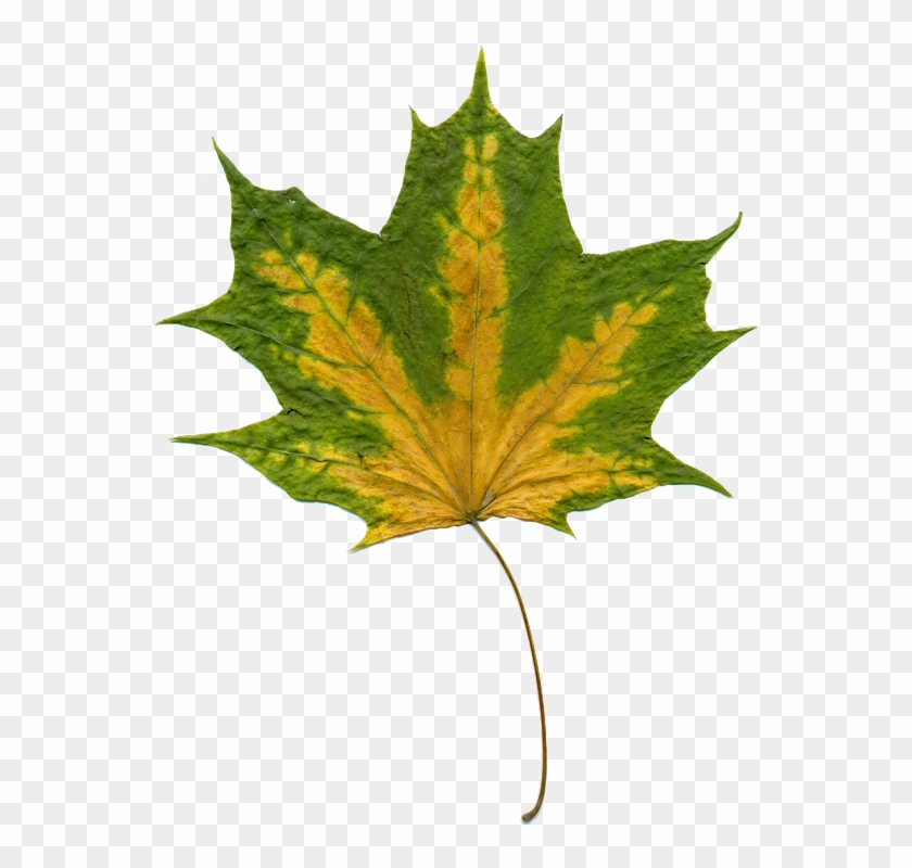 Sheet Autumn Leaves Maple Maple Leaf Autumn Leaf - Green Autumn Leaf Clipart #3373974