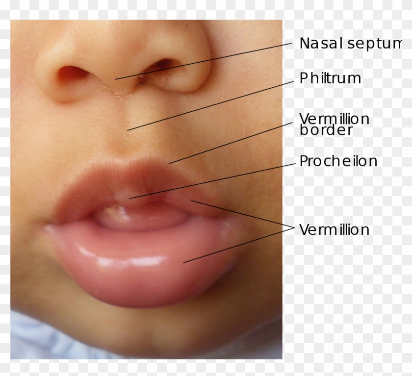 Surface Anatomy Of The Human Lips - Vermilion Lip Clipart #3374554