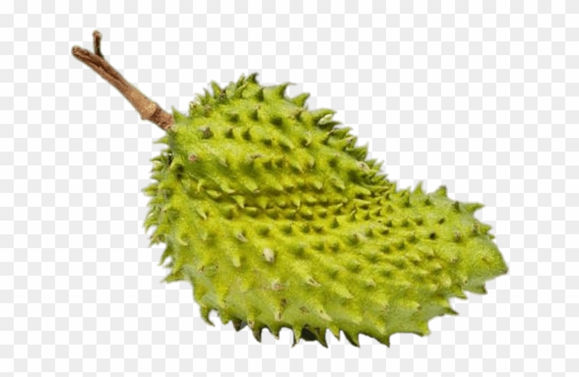 Download - Soursop Clipart