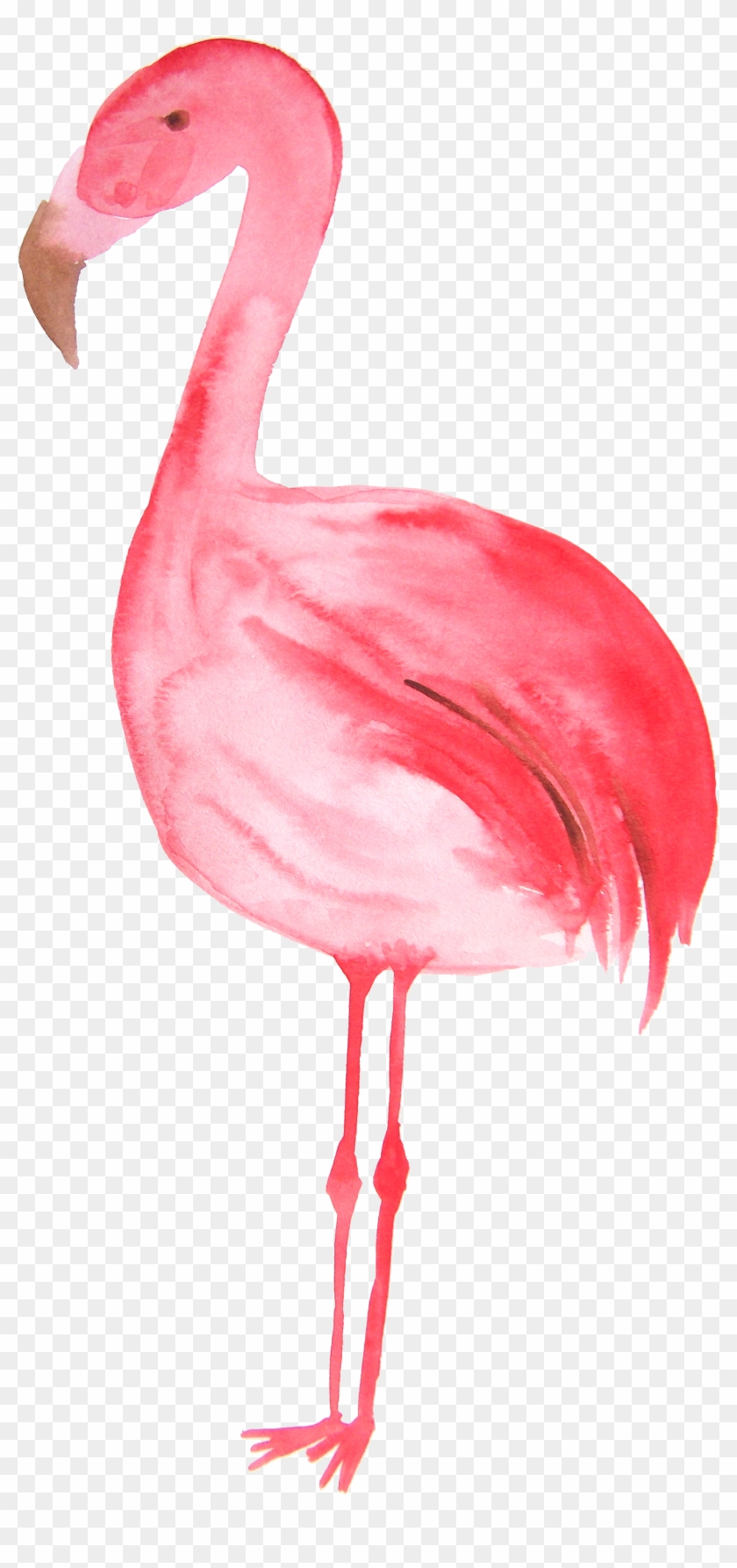 Flamingo Drawing Hand Drawn - فلامنجو Clipart #3376882