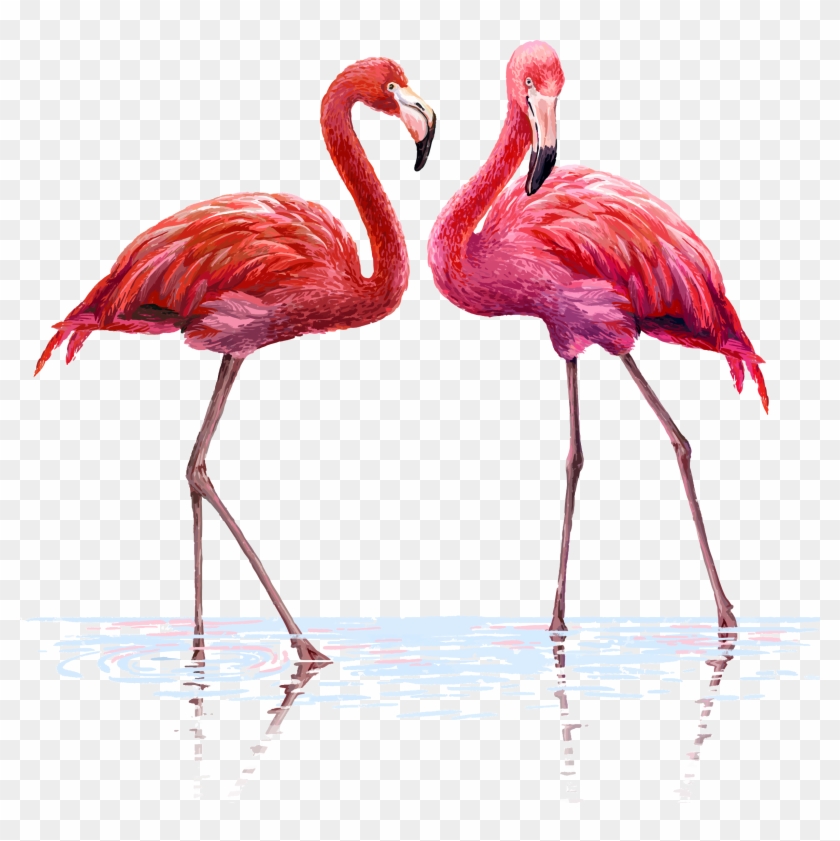 Flamingo Flamingos Watercolor Water Background Flamenco - Watercolor Flamingo Clipart