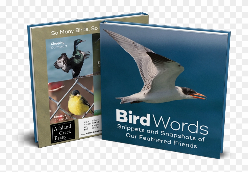 Snippets And Snapshots Of Our Feathered Friends - European Herring Gull Clipart #3378172