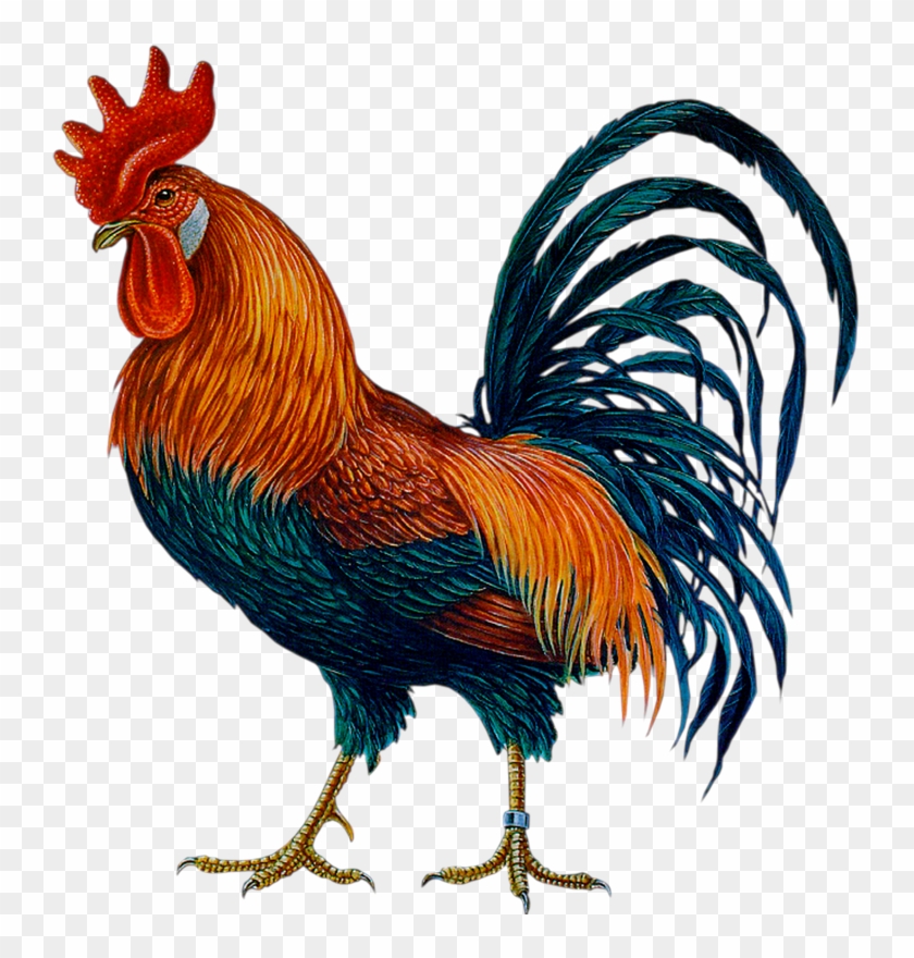 Cock Png Clipart #3381839