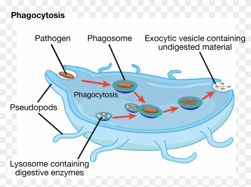 Diagram Of Phagocytosis, In Which The Phagosome Generated - Properties Of A Animal Cell Clipart #3381918