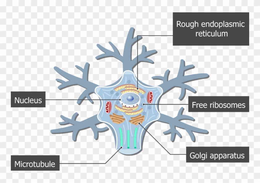 An Image Showing The Neuron Cell Body And It's Structures - Golgi Apparatus Neuron Clipart #3381966