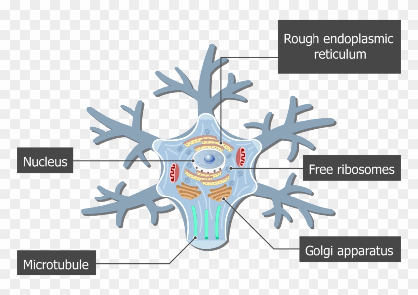 An Image Showing The Neuron Cell Body And It's Structures - Golgi Apparatus Neuron Clipart