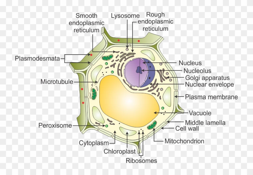 Adenosine Triphosphate Molecules (atp) Is Called The - Plant Cell All Names Clipart #3382090