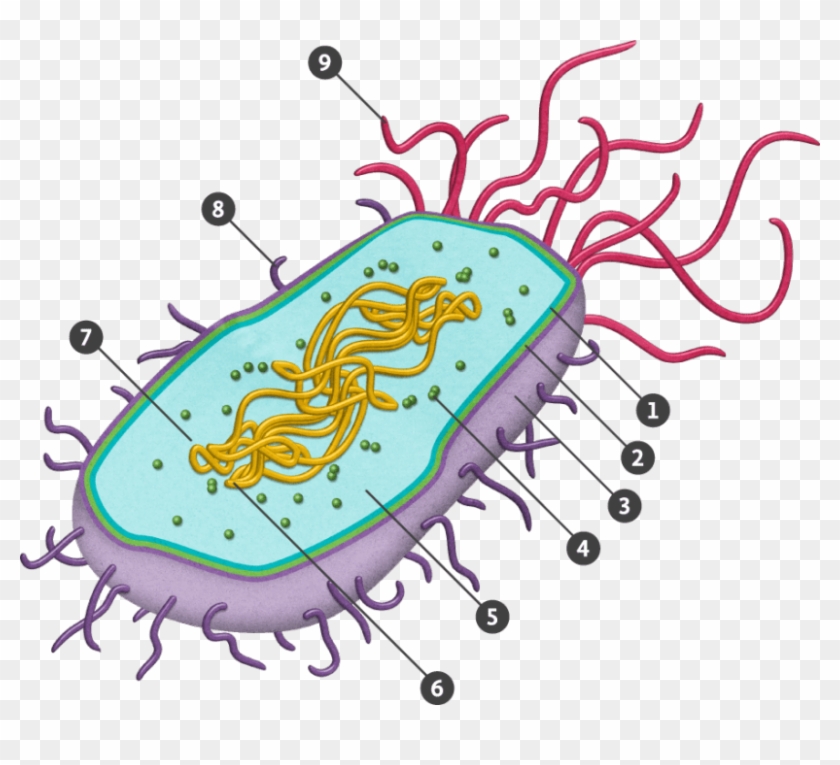 Prokaryotic Cell Png Clipart #3382225