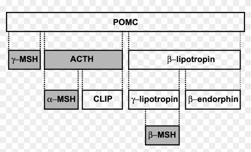 Figure 3 - 6 - 1 - Proopiomelanocortin And Melanocortin - Pre Proopiomelanocortin Clipart