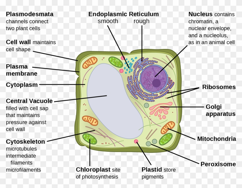 This Illustration Depicts A Typical Eukaryotic Plant - Eukaryotic Animal  Cell Clipart (#3382337) - PikPng