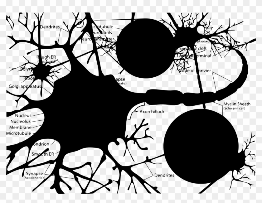 Download Png - Neuron Cell Diagram Clipart #3382359