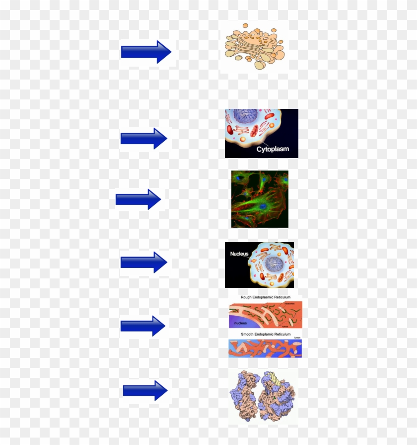 Is An Organelle Found In Most Eukaryotic Cells - Cells Under A Microscope Clipart #3382415