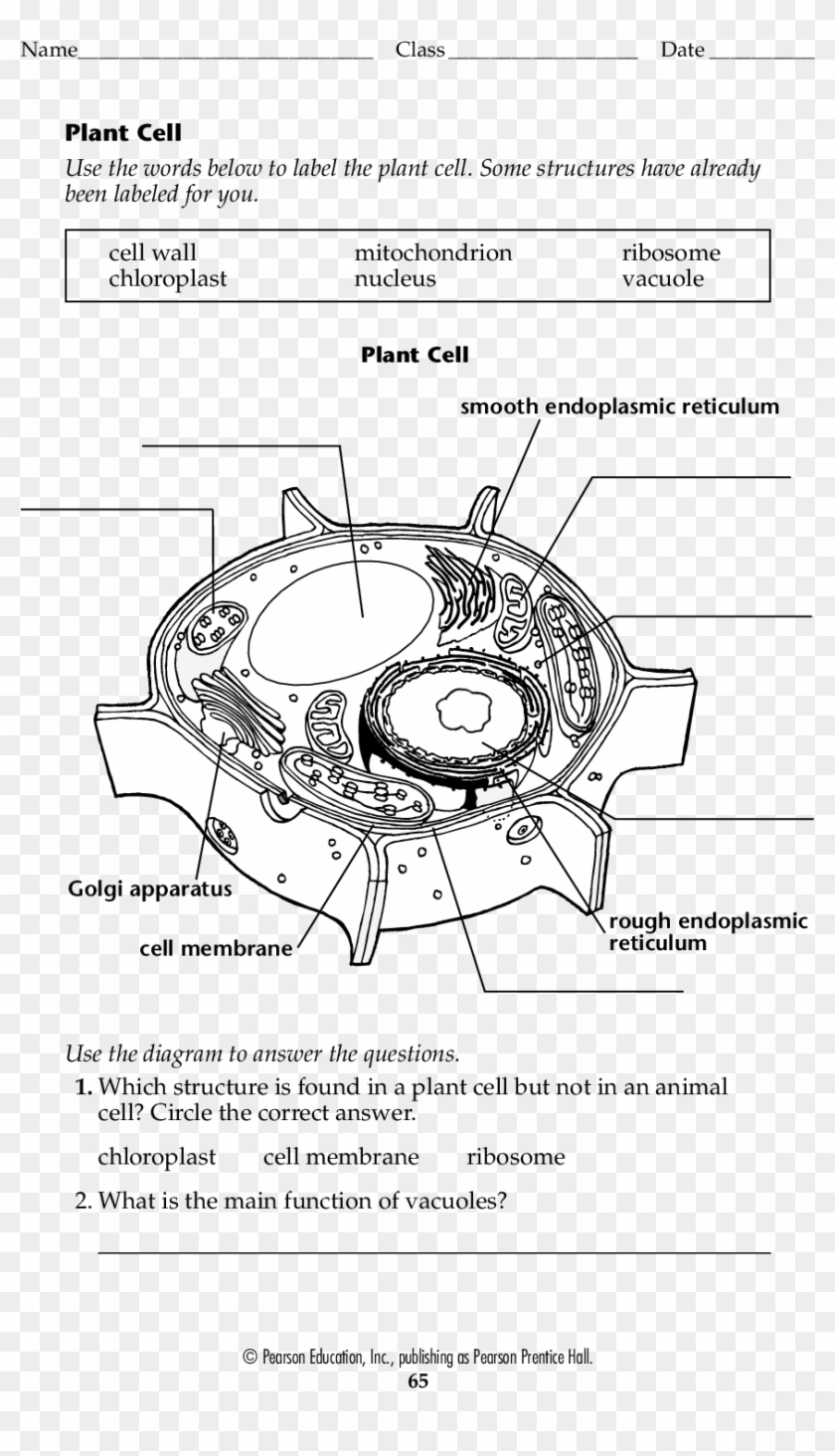 Blank Plant Cell Worksheet Form Fillable Pdf Template - Circle Clipart #3382487