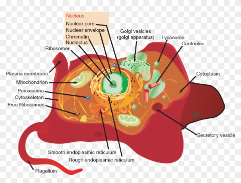 A Eukaryotic Cell, Represented Here By A Model Animal - Identify The Organelles In The Cell Clipart
