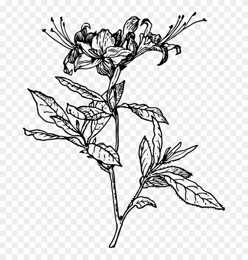 Jpg Royalty Free Coloring Page Craft Ideas Pinterest - Azalea Line Art Clipart