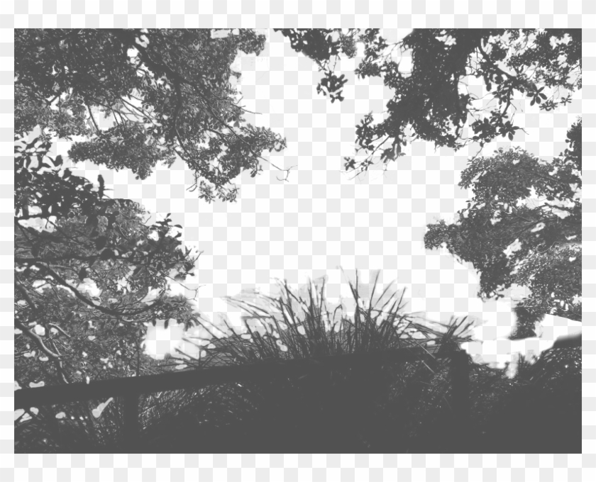 Tree Shadow Png - Transparent Tree Shadow Png Clipart