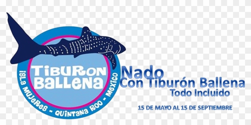 Tiburonballena Trans - - Whale Shark Clipart