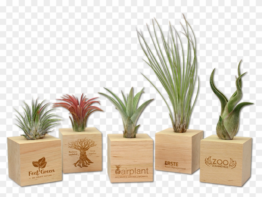 Previous - Houseplant Clipart